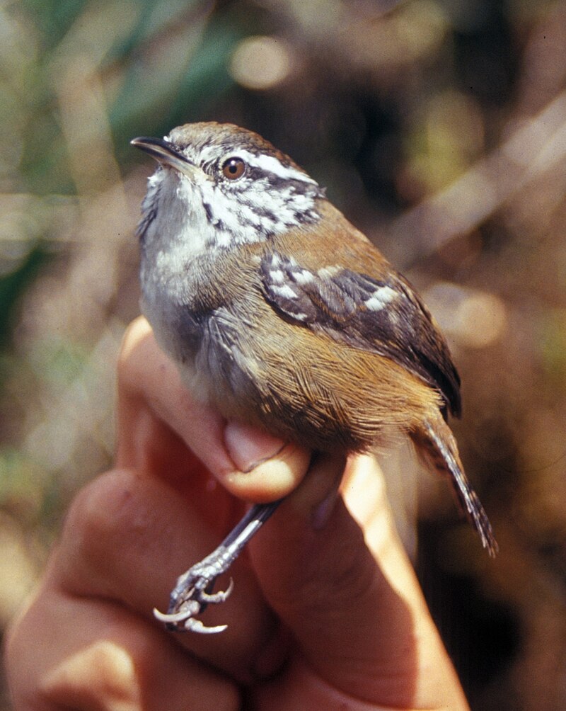 Bar-winged Wood-Wren (Henicorhina leucoptera) photo