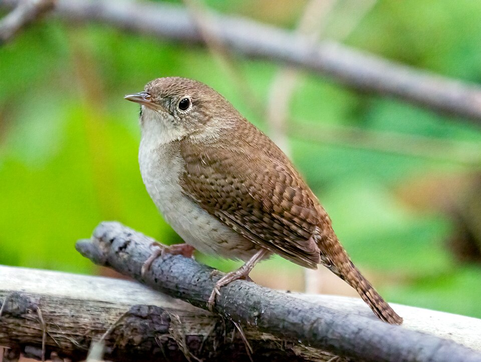 House Wren (Troglodytes aedon)