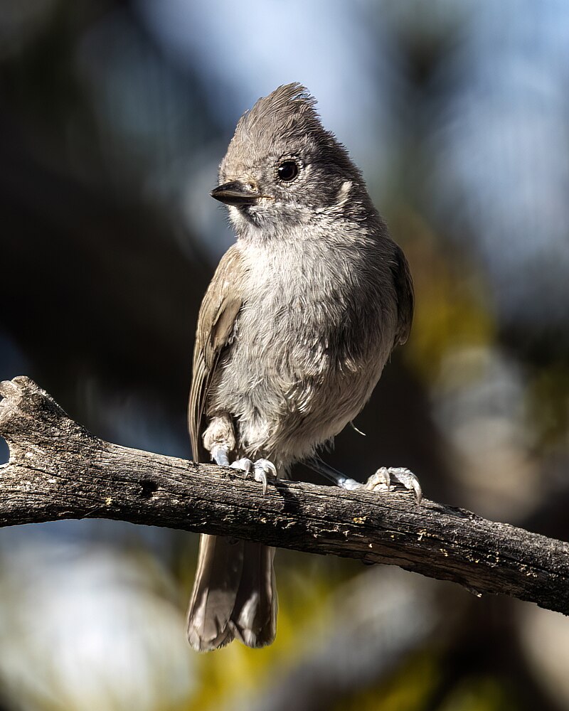 Juniper Titmouse (Baeolophus ridgwayi) photo