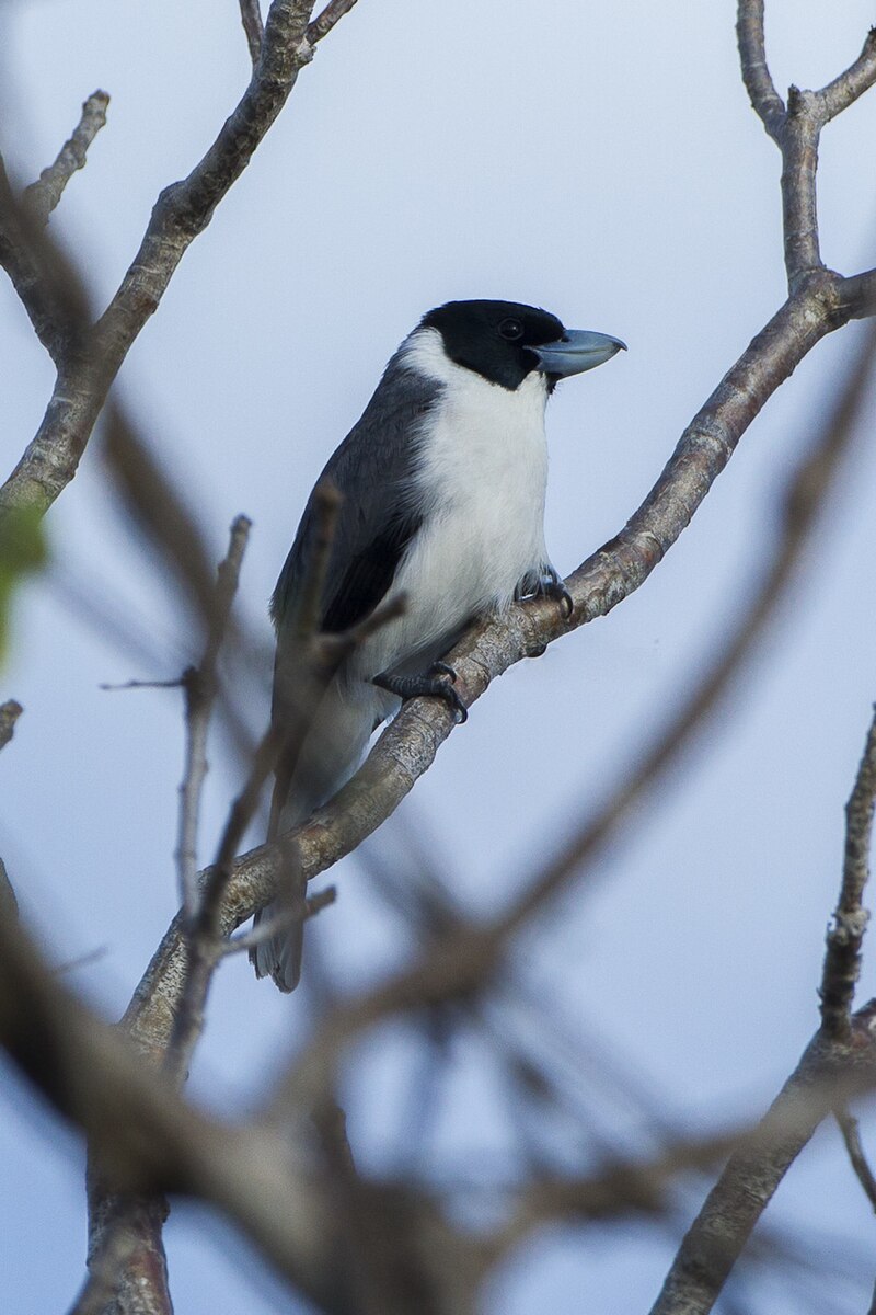Lafresnaye's Vanga (Xenopirostris xenopirostris) photo