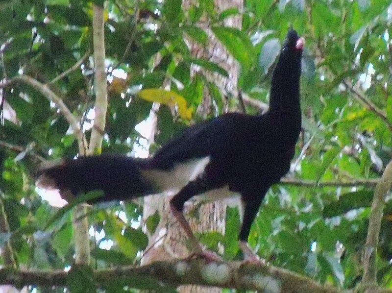Salvin's Curassow (Mitu salvini) photo