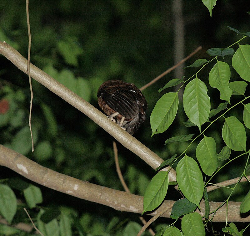 Moheli Scops-Owl (Otus moheliensis) photo