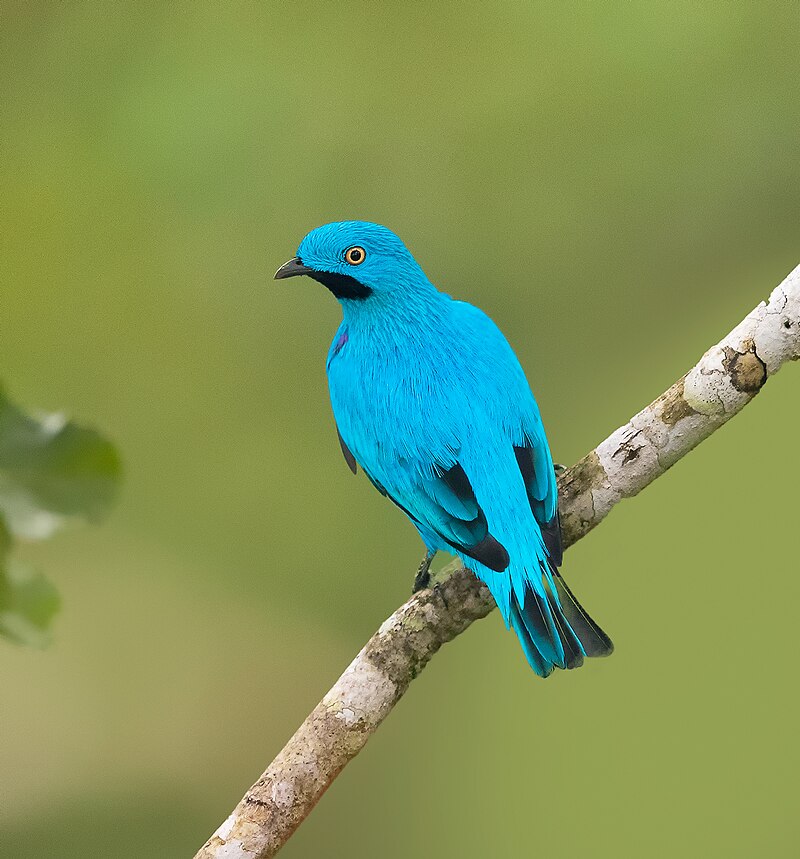 Plum-throated Cotinga (Cotinga maynana) photo