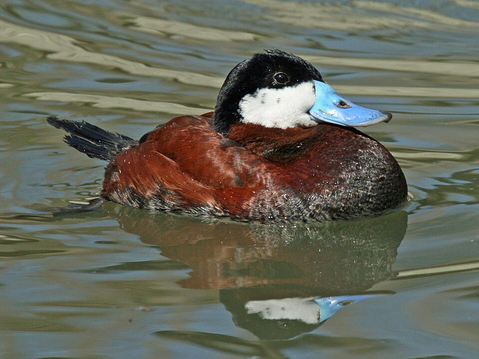 Ruddy Duck (Oxyura jamaicensis)