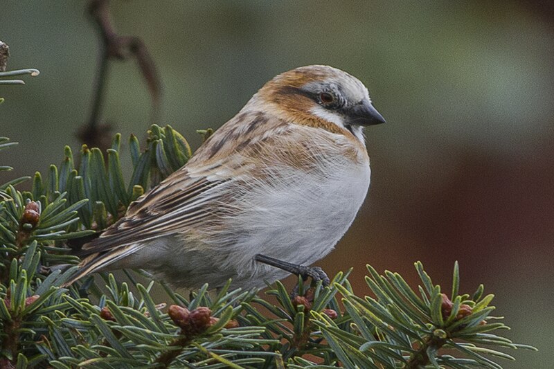 Rufous-necked Snowfinch (Pyrgilauda ruficollis) photo