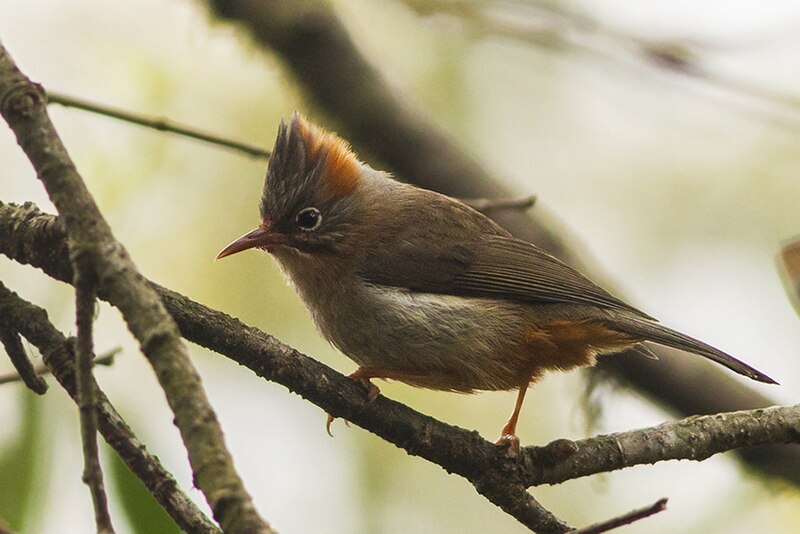 Rufous-vented Yuhina (Yuhina occipitalis) photo