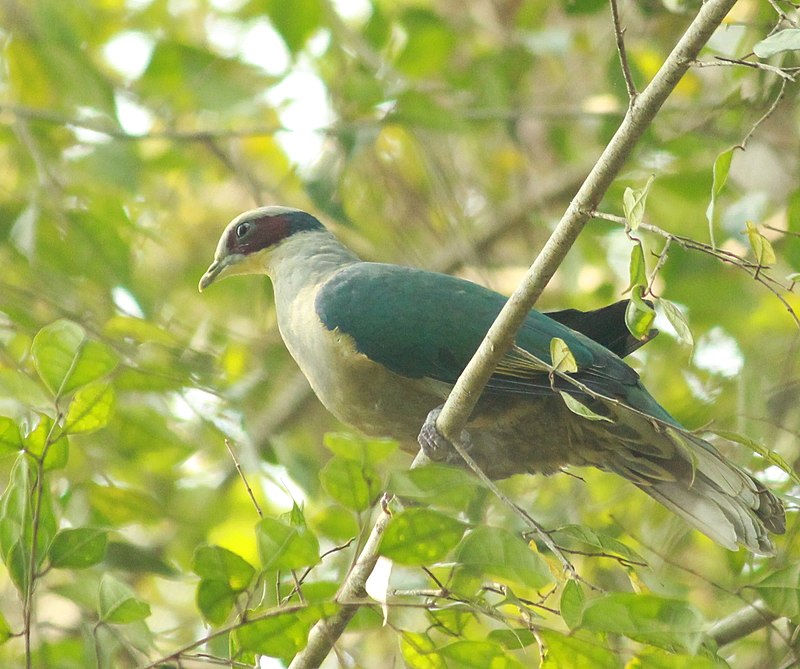 Red-eared Fruit-Dove (Ramphiculus fischeri) photo