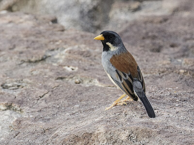 Buff-bridled Inca-Finch (Incaspiza laeta) photo