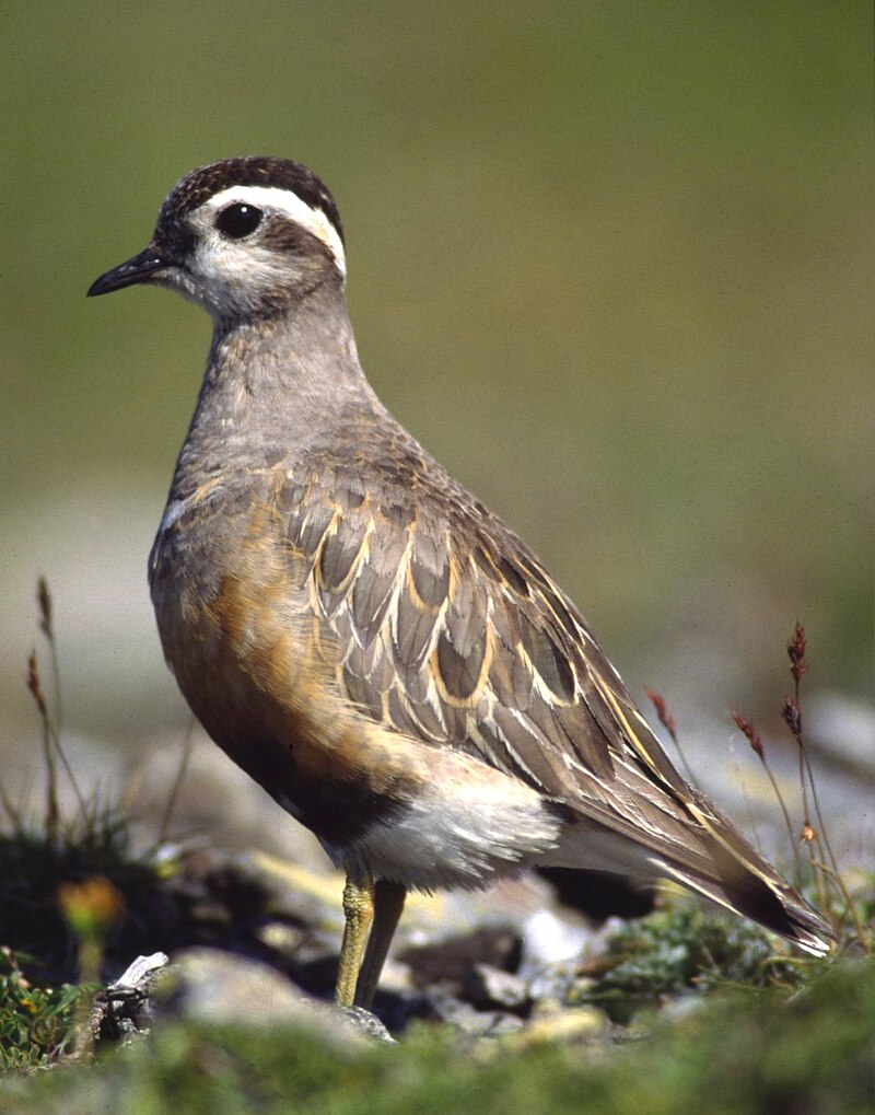 Eurasian Dotterel (Eudromias morinellus) photo