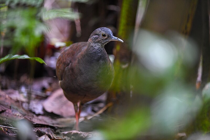 Slaty-breasted Tinamou (Crypturellus boucardi) photo