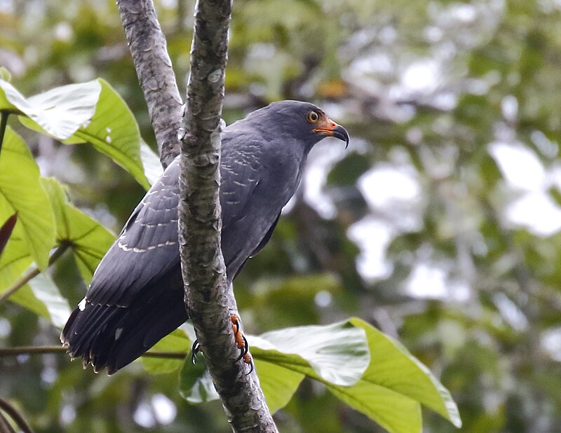 Slender-billed Kite (Helicolestes hamatus) photo