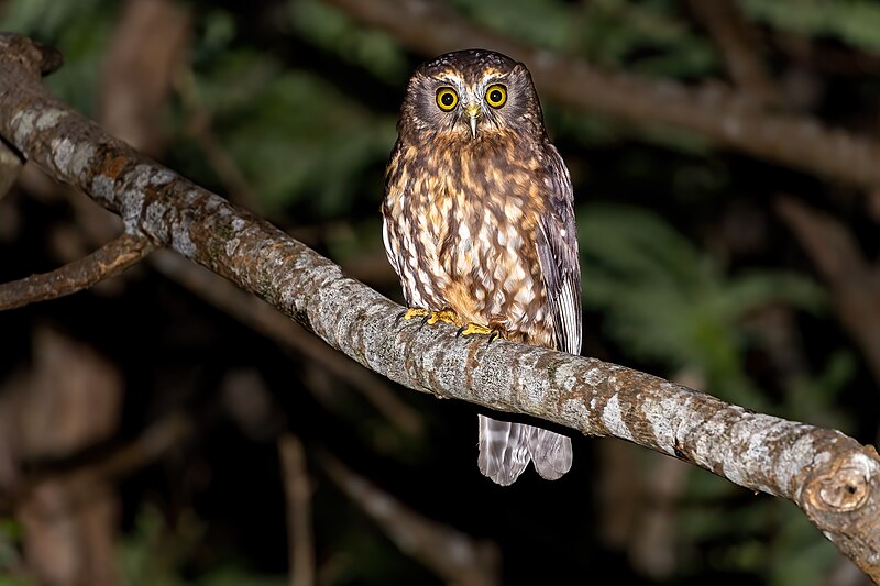 Morepork (Ninox novaeseelandiae) photo