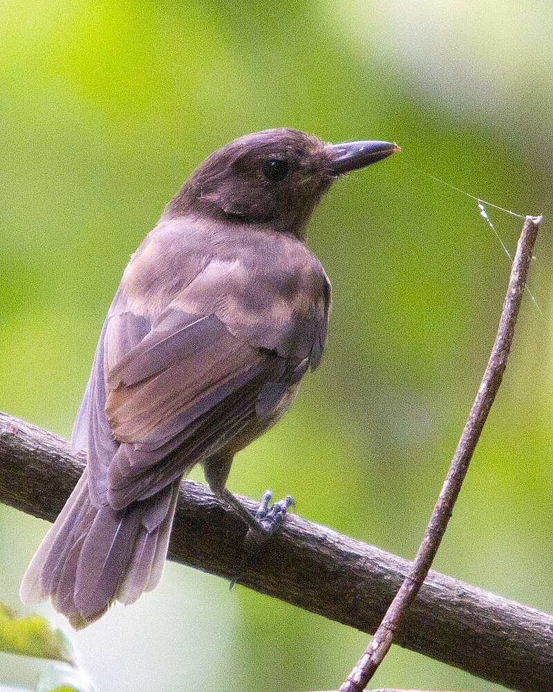 Morningbird (Pachycephala tenebrosa) photo