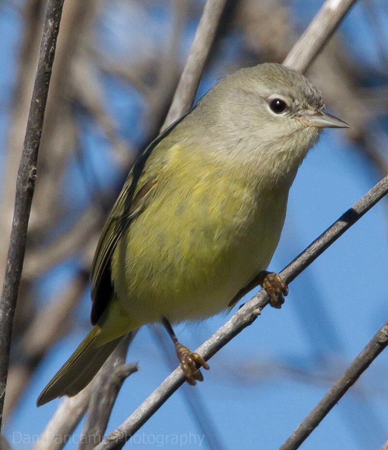 Orange-crowned Warbler (Leiothlypis celata) photo