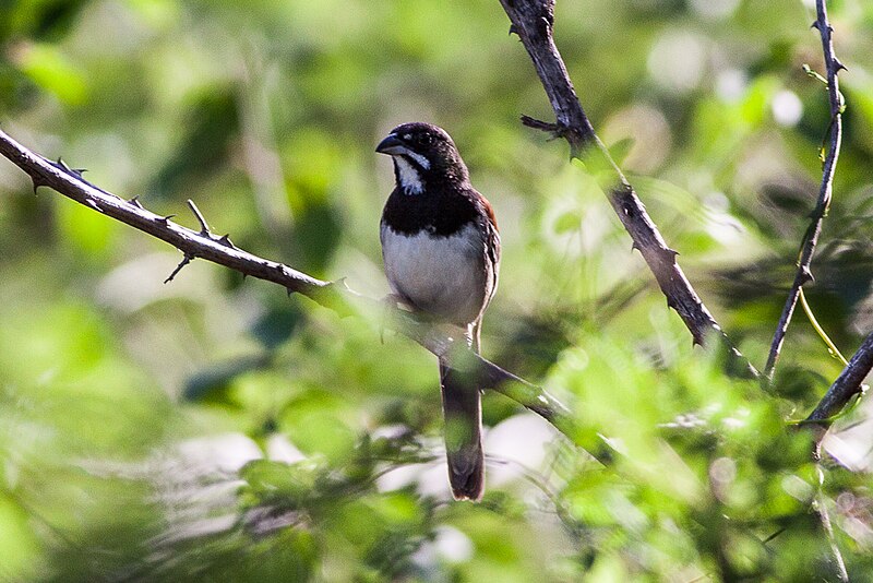 Black-chested Sparrow (Peucaea humeralis) photo