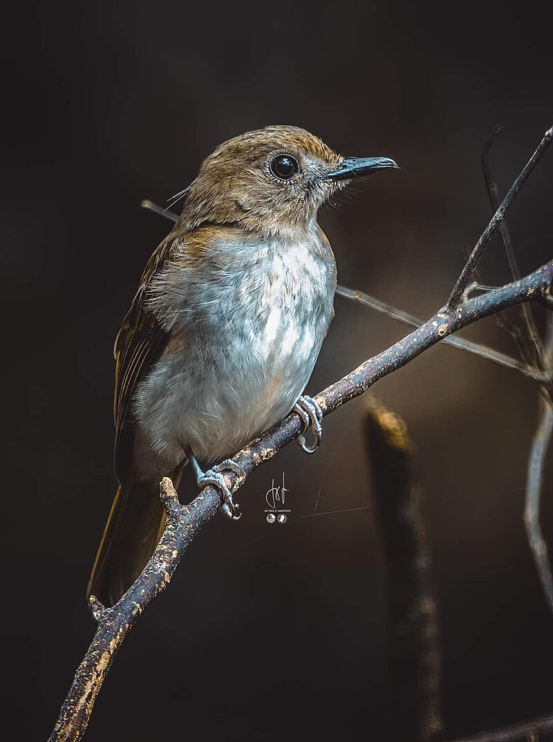 Philippine Jungle Flycatcher (Cyornis ruficauda) photo