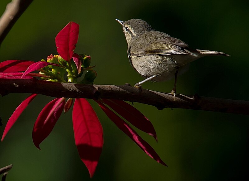 Tytler's Leaf Warbler (Phylloscopus tytleri) photo