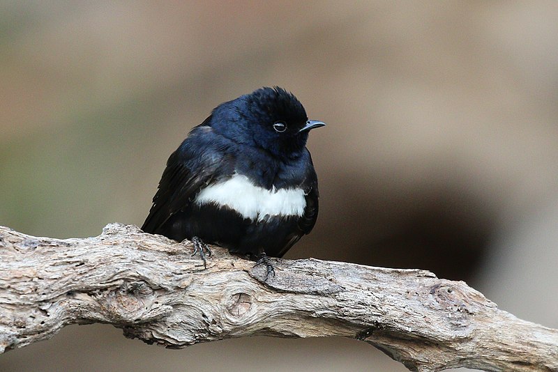 White-banded Swallow (Atticora fasciata) photo