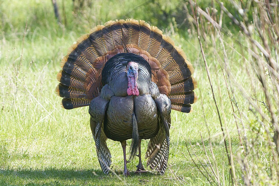 Wild Turkey (Meleagris gallopavo)