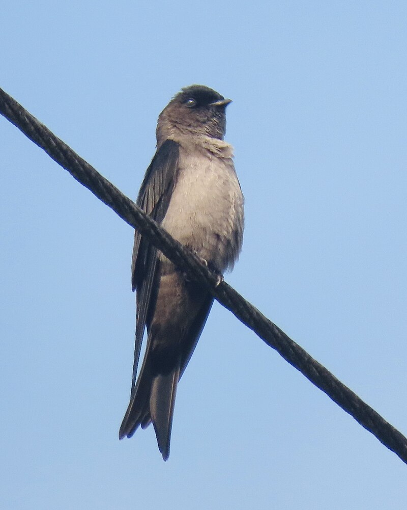 White-thighed Swallow (Atticora tibialis) photo