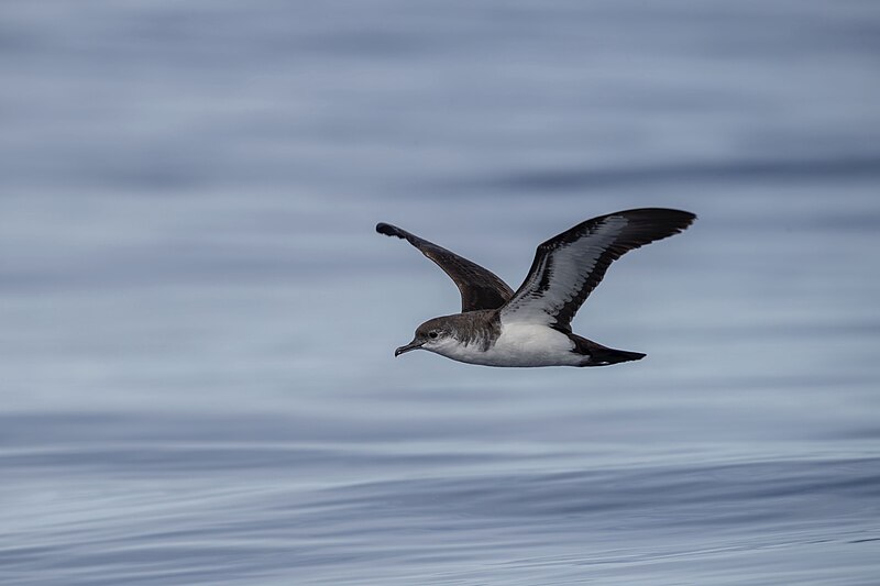 Bannerman's Shearwater (Puffinus bannermani) photo