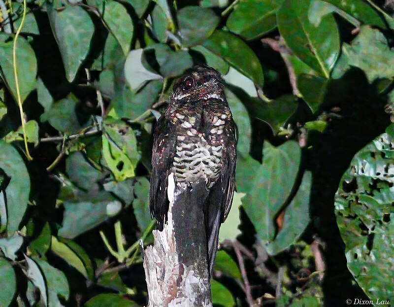 Bonaparte's Nightjar (Caprimulgus concretus) photo
