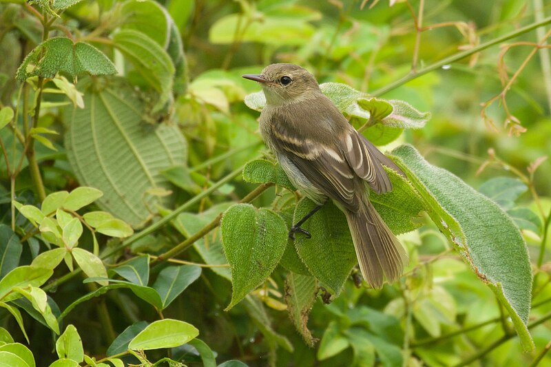 Cocos Tyrannulet (Nesotriccus ridgwayi) photo