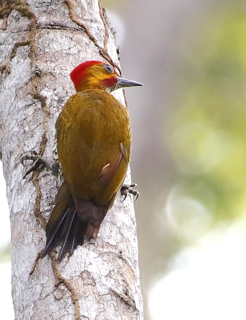 White-throated Woodpecker (Piculus leucolaemus) photo