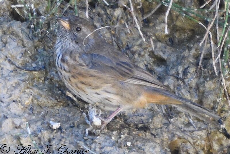 Rufous-breasted Warbling Finch (Poospiza rubecula) photo
