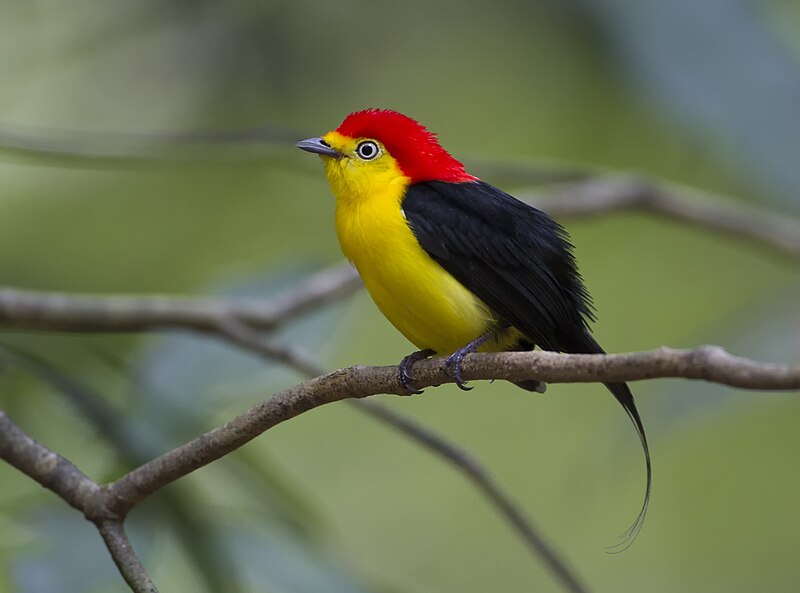 Wire-tailed Manakin (Pipra filicauda) photo