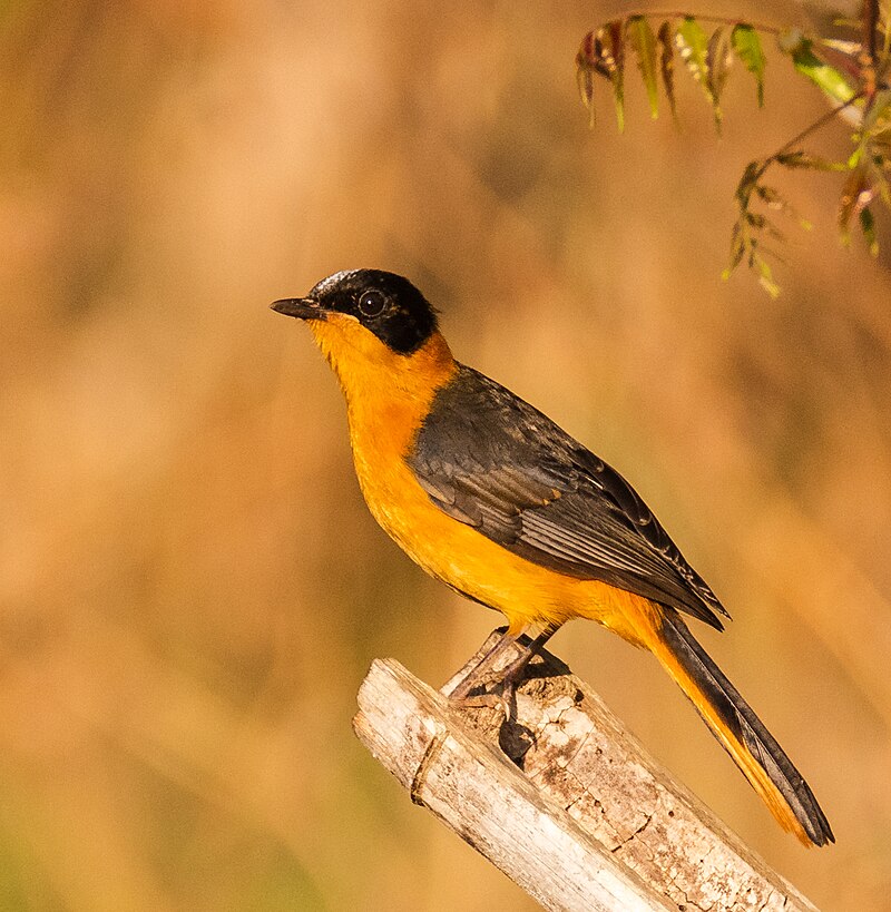 Snowy-crowned Robin-Chat (Cossypha niveicapilla) photo