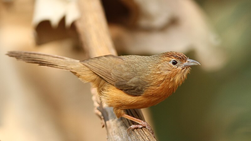 Tawny-bellied Babbler (Dumetia hyperythra) photo
