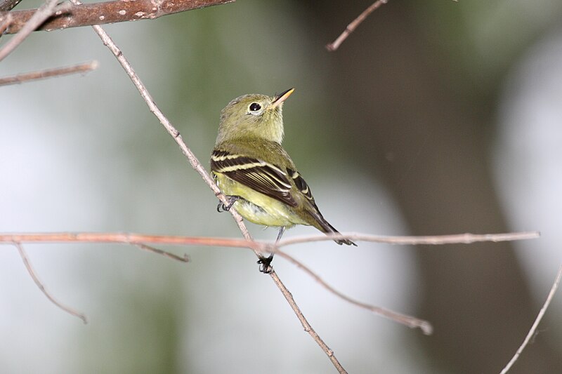 Yellow-bellied Flycatcher (Empidonax flaviventris) photo