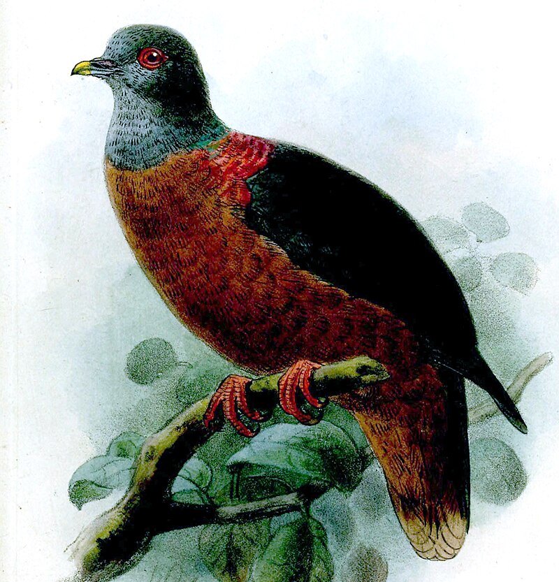 Western Bronze-naped Pigeon (Columba iriditorques) photo