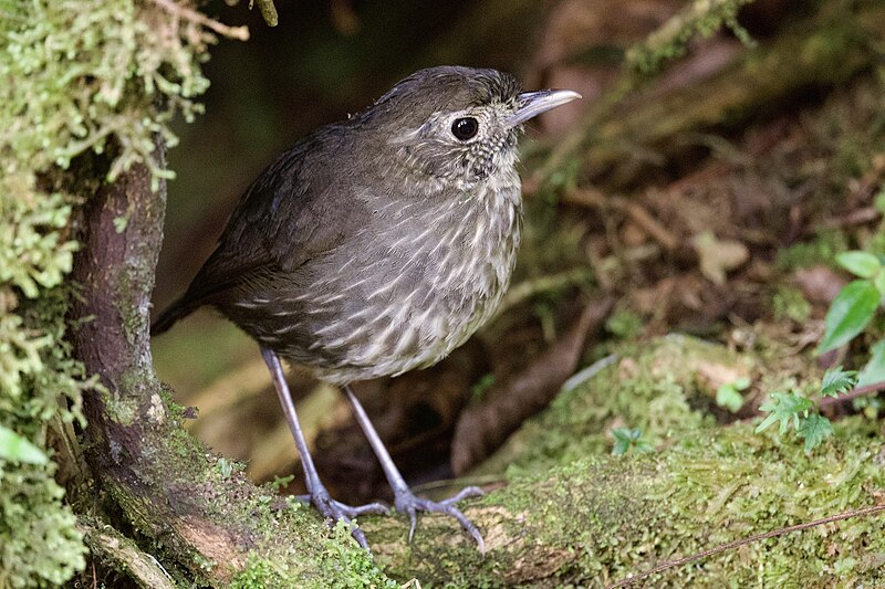 Cundinamarca Antpitta (Grallaria kaestneri) photo