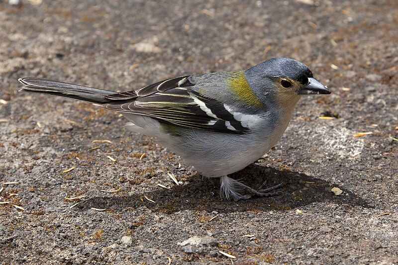 Madeira Chaffinch (Fringilla maderensis) photo