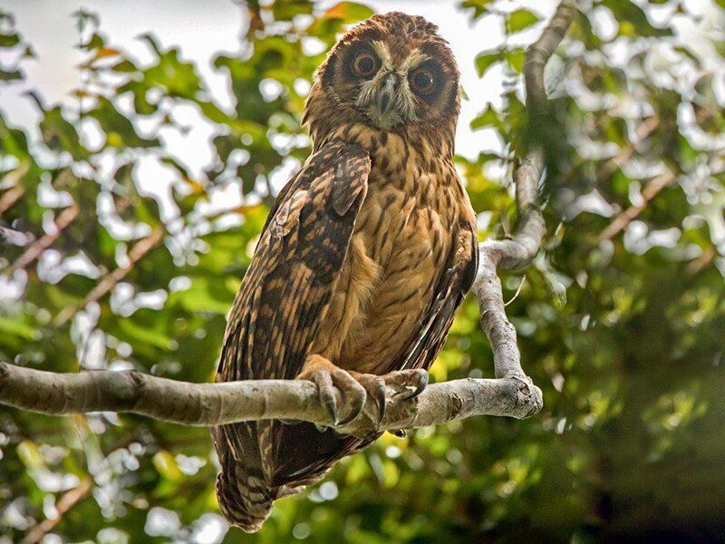 Fearful Owl (Asio solomonensis) photo