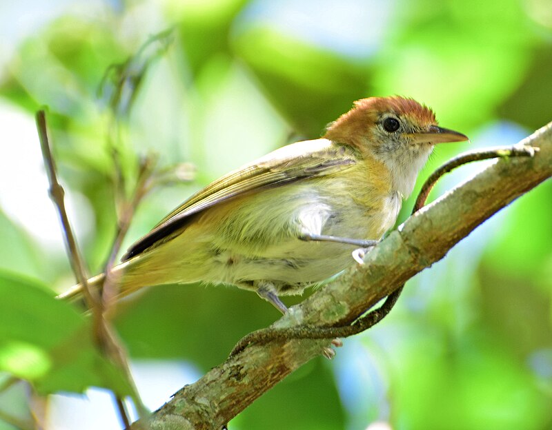 Rufous-naped Greenlet (Pachysylvia semibrunnea) photo