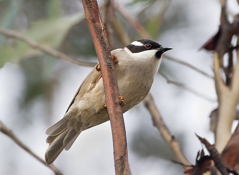 Strong-billed Honeyeater (Melithreptus validirostris) photo