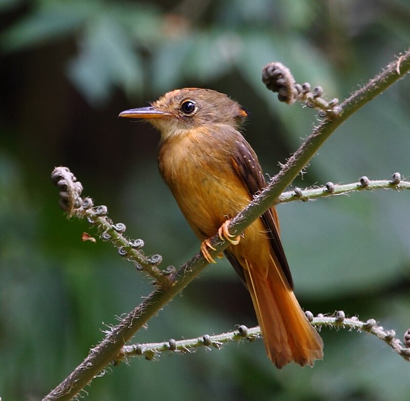Atlantic Royal Flycatcher (Onychorhynchus swainsoni) photo