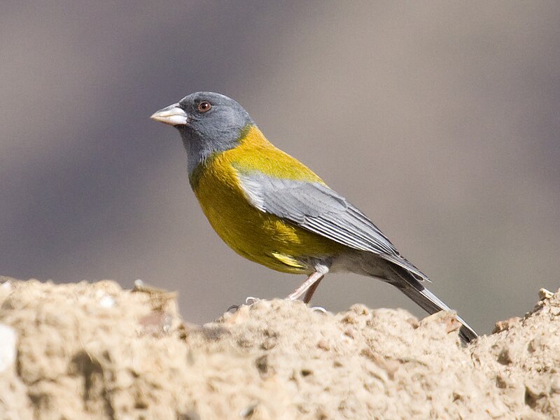 Peruvian Sierra Finch (Phrygilus punensis) photo
