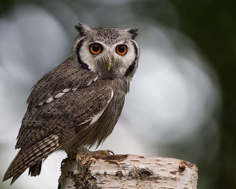 Southern White-faced Owl (Ptilopsis granti) photo