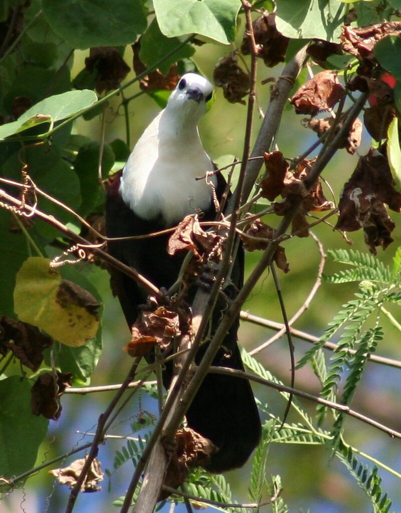 White-throated Ground Dove (Pampusana xanthonura) photo
