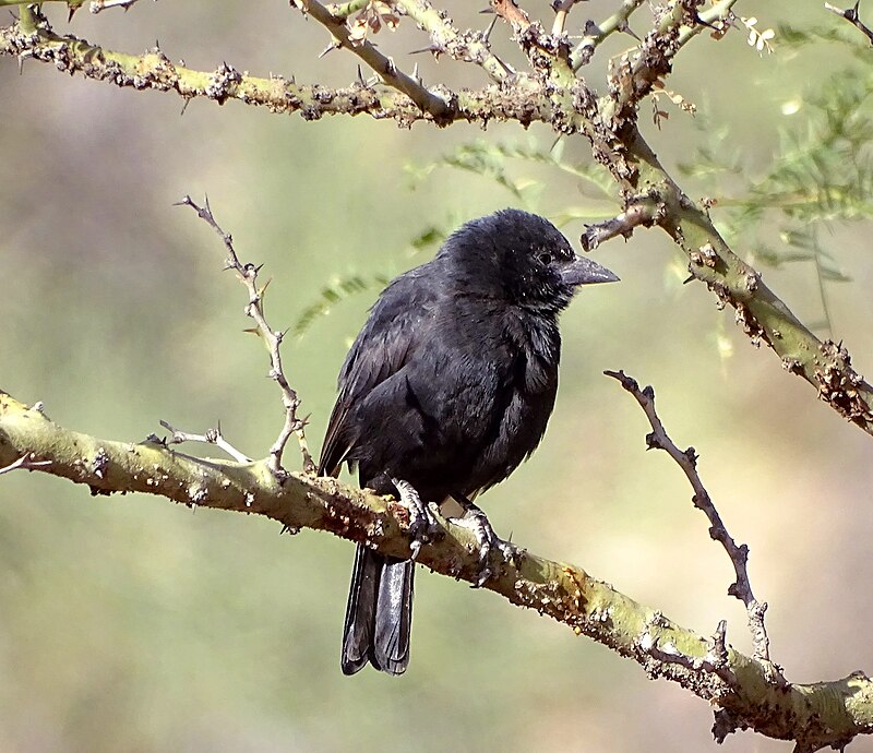 Bolivian Blackbird (Oreopsar bolivianus) photo
