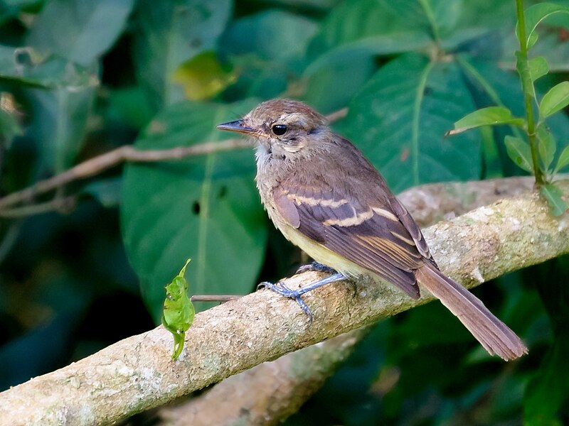 Fuscous Flycatcher (Cnemotriccus fuscatus) photo
