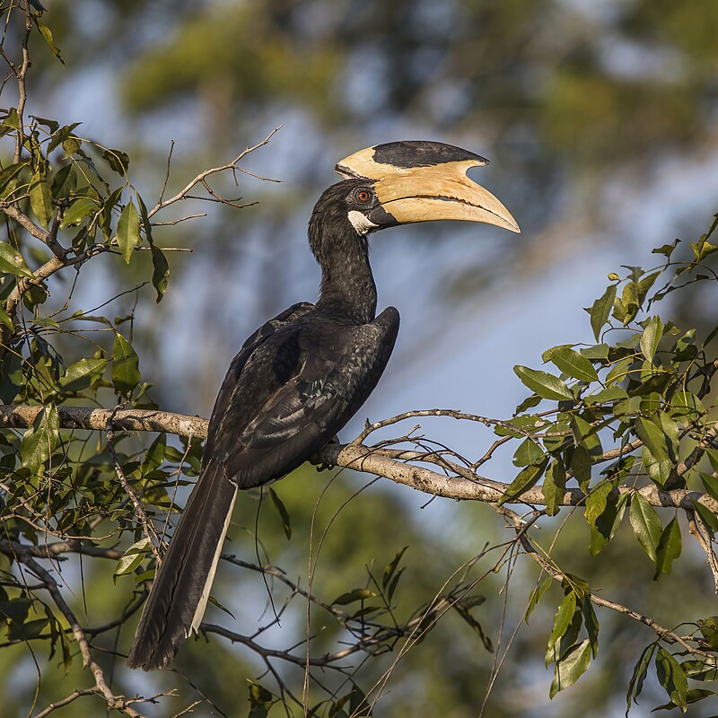 Malabar Pied-Hornbill (Anthracoceros coronatus) photo