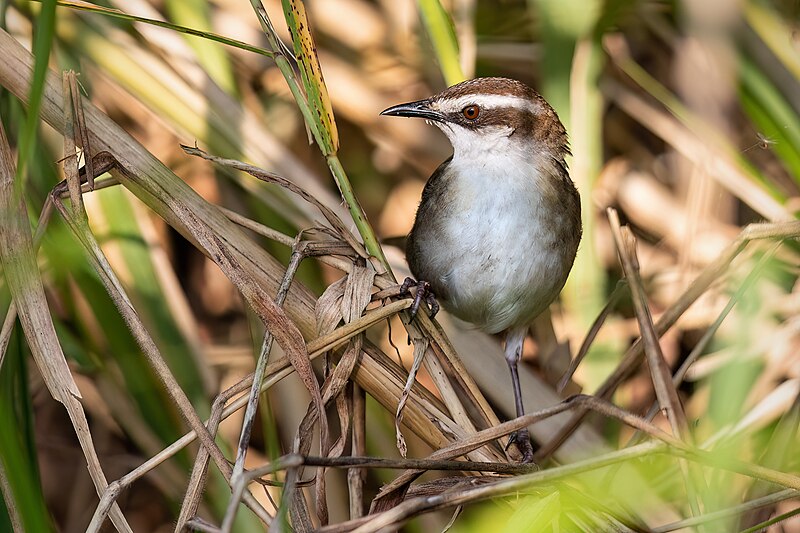 New Caledonian Thicketbird (Cincloramphus mariae) photo