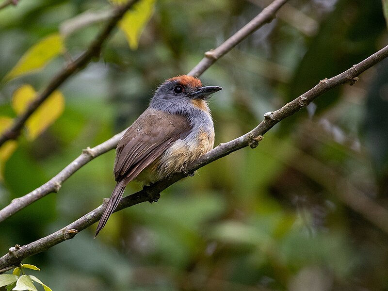 Rufous-capped Nunlet (Nonnula ruficapilla) photo