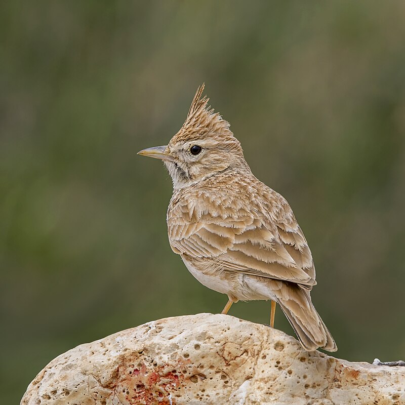 Thekla's Lark (Galerida theklae) photo