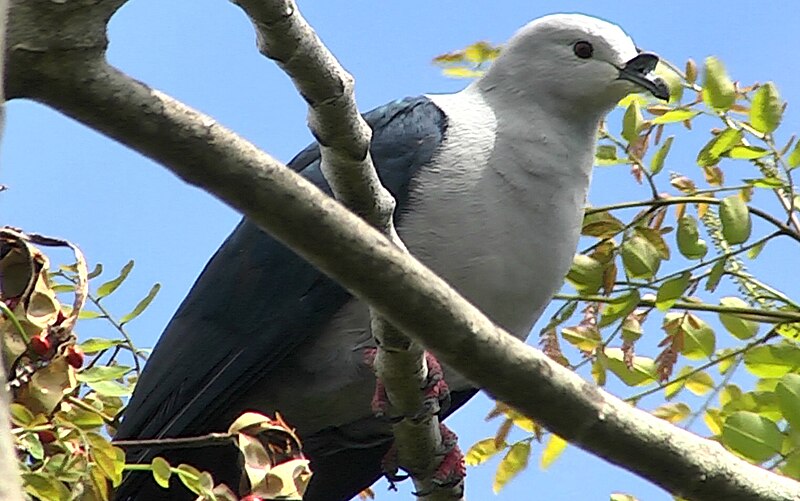 Polynesian Imperial-Pigeon (Ducula aurorae) photo